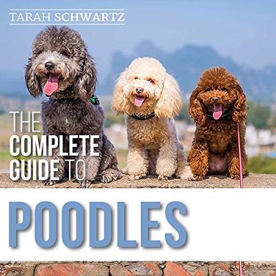 Toy Poodle: Everything to Know About Toy Poodles