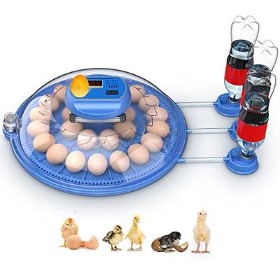 Egg Cartons Little Giant - Incubation Egg, Equipment, Poultry