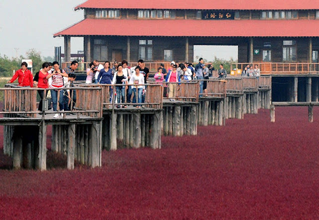 الشاطئ الأحمر في الصين..  Panjin-red-beach-55