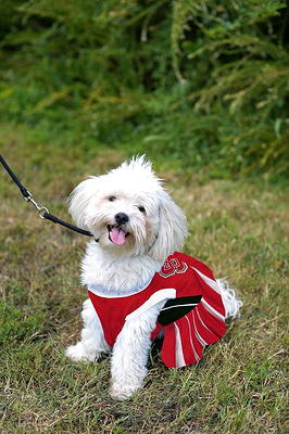 Pets First College NC State Wolfpack Cheerleader, 3 Sizes Pet