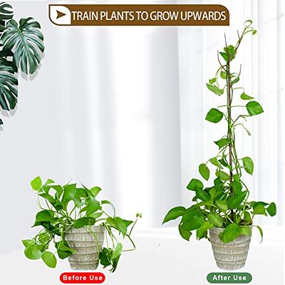 Green Bamboo Sticks Plant Stakes, Plant Support Sticks for Indoor Plants,  GAGINANG Sturdy Bamboo Stakes, Floral Plant Support for Indoor and Outdoor