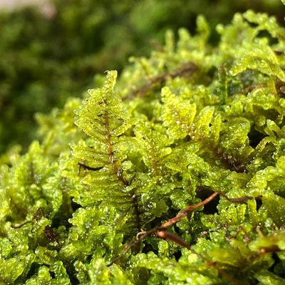Live Clean and High Quality Planted Sheet Moss & Cushion Moss for Terrarium  and Gardens cultivated Moss 