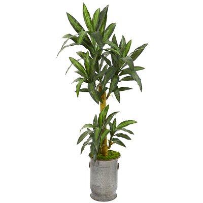 Plant - Yahoo Shopping