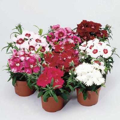 Clove Carnation ‘Chabaud Mix’ (Dianthus caryophyllus)