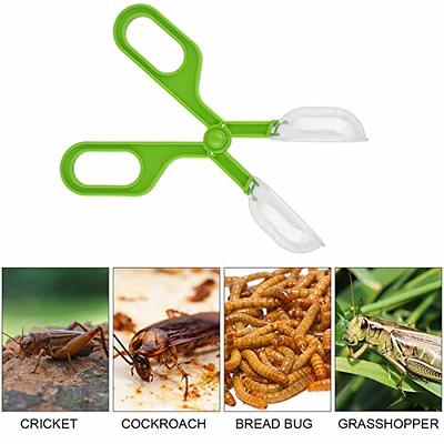 Caylingdee Reptile Feeding Clamp Reptile Poop Scoop Cage Fish Tank Cleaning  Tools Green Feeding Tool Feeding Clamp Litter Clamp for Gecko Lizard  Bearded Dragon - Yahoo Shopping