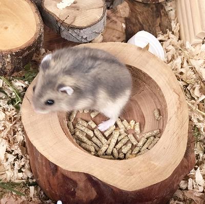 Moeras is er Schijnen Gifts For Hamster, Hamster Accessories, Hamster Wooden Bowl, Wooden Hamster  Feeding Bowl, Small Pets, Hamster Cage Accessories - Yahoo Shopping