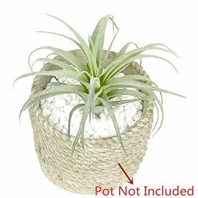  EBUYOM Artificial Succulents Plants Flocking Tillandsia Air  Plants Fake Air Plants Bouquet Arrangements for Home Garden Decor : Home &  Kitchen