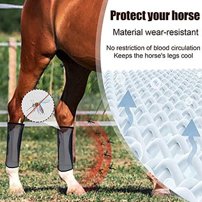 How to protect your horse's legs - Horses