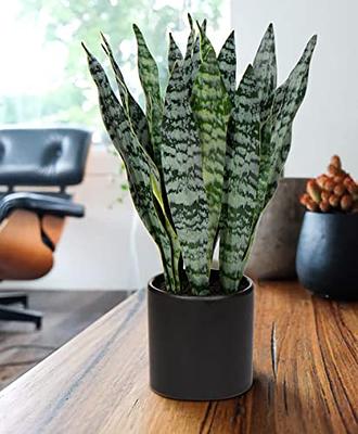 GnFlus Artificial Snake Plant with Ceramic Pot, 16 Inch Faux Sansevieria  Plants Tropical Agave Fake Potted Plant for Home Office Indoor Room  Decoration - Yahoo Shopping