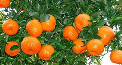 Fresh Orange / Orange Fruit / Citrus Tangerine / Orange Tree Tote Bag