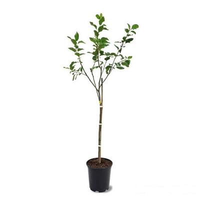 Bosc Pear Trees for Sale