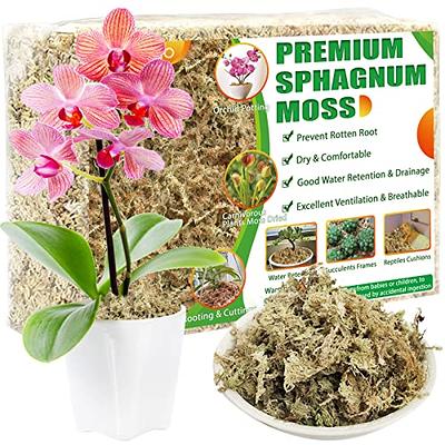 Is sphagnum moss an appropriate medium for Phalaenopsis orchids? I