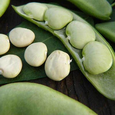 Arkansas Little Leaf, Cucumber Seeds