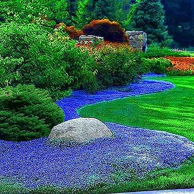  Forget Me Not Seeds - 5000 Seeds for Ground Cover for Tulips  and Other Bulbs : Patio, Lawn & Garden