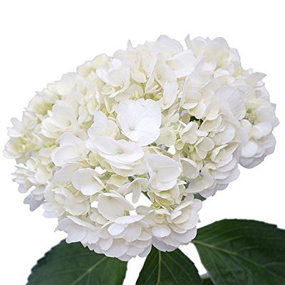 KNOCK OUT 1 Gal. White Knock Out Rose Bush with White Flowers 13170 - The  Home Depot