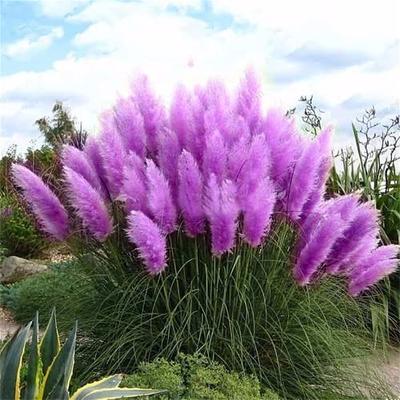 Pink Pampas Grass | Graceful pink plumes on wispy green grass, Pink Pampas  Grass is elegant in any landscape. Grown in zones 6-10, it reaches a size