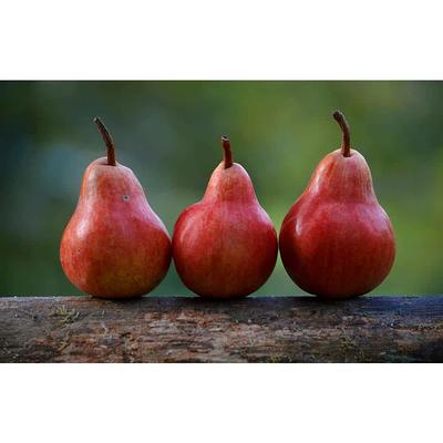 Pear Tree (Red Bartlett)