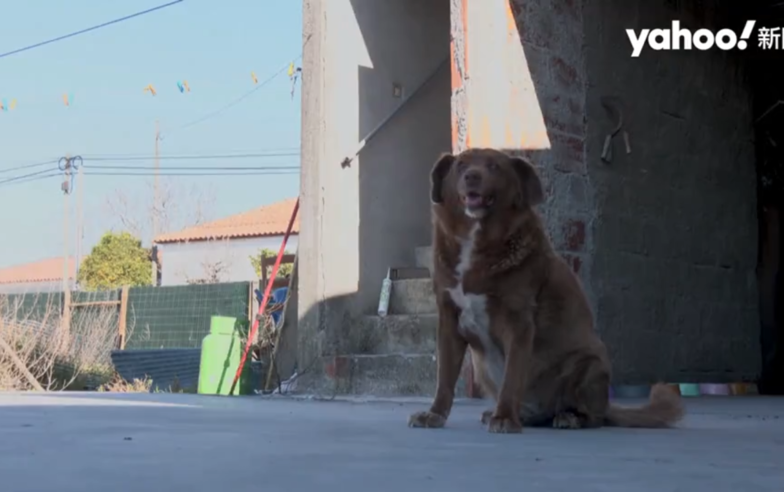 5分鐘看毛宇宙／30歲葡萄牙獒犬成最長壽狗狗、小貓化身守財奴阻擋飼主網購、鸚鵡抱奶瓶狂吸蜂蜜