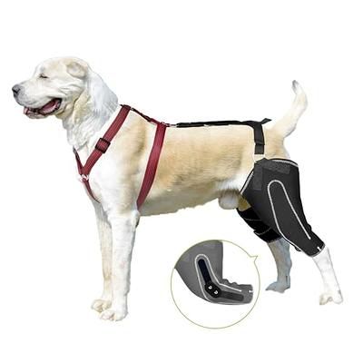 Dog Knee Brace with Harness and Connection Belt, Lightweight and  Stretchable, Support for Torn ACL Hind Leg, Luxating Patella, Reduces  Arthritis Pain