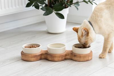 Elevated Cat Bowls, Bowls With Stand, Raised Cat Food Kitten Bowl, Ceramic  Best - Yahoo Shopping