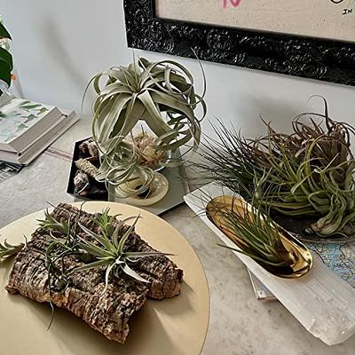 ragnaroc Live Air Plants - Tillandsia Gift Box TOR Variety Pack