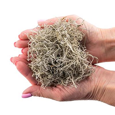 GARDENERA Natural Preserved Spanish Moss - Premium Filler for Potted Plants,  Hanging Baskets, Container Gardens and Terrariums (5 Quart) - Yahoo Shopping