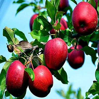 Malus pumila (Paradise Apple, Red Delicious Apple)