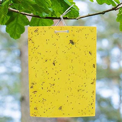 20 Pack Fruit Fly Traps Yellow paper Sticky Fly Trap Dual Sided Glue Gnat  Traps