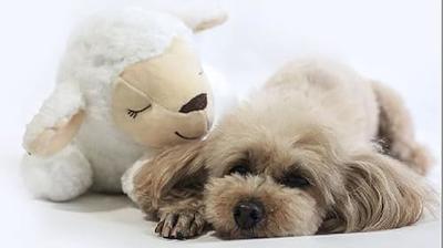 ZALBYUY Heartbeat Puppy Toy, Puppy Sleep Aid Toy, Small Dog