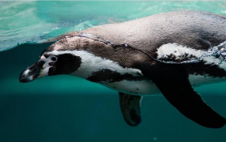 屏東海生館「36隻可愛企鵝」找新家！　曝飼養條件：溫度0°C加上每月伙食費