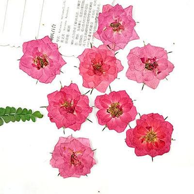 Pressed Flowers, Pink Flowers 10 Pcs/Pack, Pink Rose, Real Dried