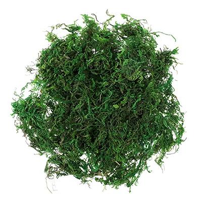 Sukh 7oz Sphagnum Moss for Plants - Sphagnum Peat Moss Natural Premium Long  Fibered Chile Dried Moss