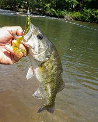 Yum Lures Grub Multi-Species Curly-Tail Swim-Bait Fishing Lure