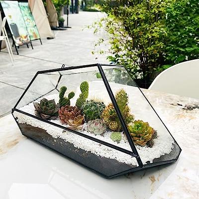 Large Glass Domed Terrarium with Cork Lid, Terrarium Kit with Plants – The  Art of Succulents