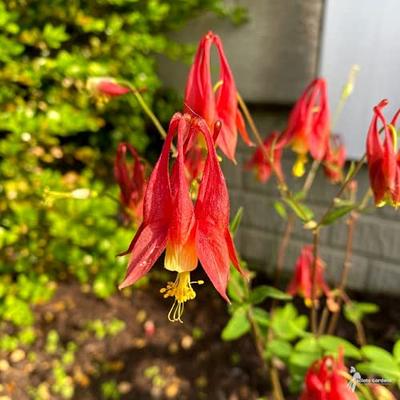 CHUXAY GARDEN Aquilegia Canadensis Seed 50 Seeds Canadian Columbine Flowers  Lovely Red Flowers Most Outstanding Spring Bloomers Great for Garden -  Yahoo Shopping