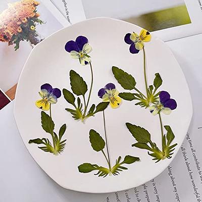 YUNZHI Natural Pansy Dried Pressed Flowers for Resin, Dry Flower