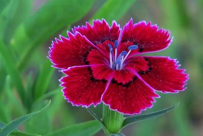 Clove Carnation ‘Chabaud Mix’ (Dianthus caryophyllus)