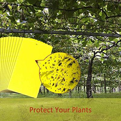 12/24Pcs Dual-Sided Yellow Sticky Gnat Traps Plant Fly Bug Traps Insect  Catchers