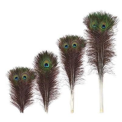 Natural Real Peacock Feathers UK (30-35 Inches) Large - in A Pack of 10 Pcs