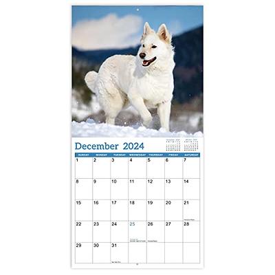 2024 Wall Calendar - Calendar 2024, Wall Calendar 2024, Cutie Dogs