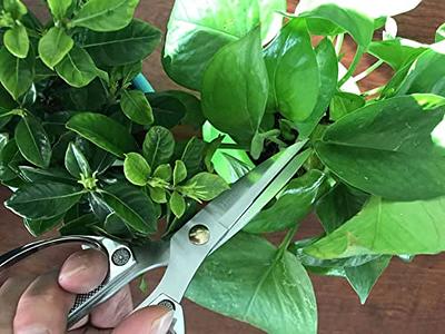 Horsvill Indoor Plant Shears and Garden Scissors, Houseplant Shears Made of  Japan SK5 Stainless Steel, Flowers Herbs and Plant Cutters, Clippers,  Trimmers, Loppers, Bonsai Plant Pruning Scissors - Yahoo Shopping