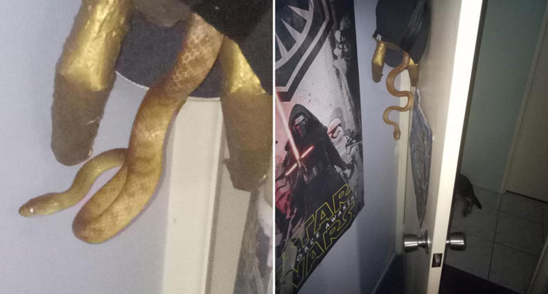 rustling noise' leads to townsville resident's snake find in