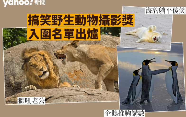 圖輯｜搞笑野生動物攝影獎　獅吼老公、企鵝推胸講數、小海豹躺平傻笑照入圍｜Yahoo