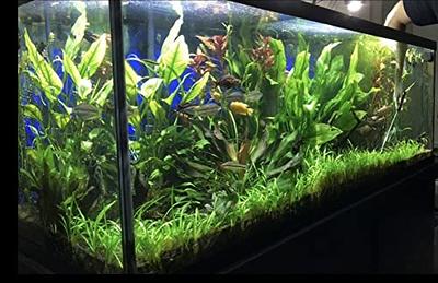 BUY 2 GET 1 FREE Dwarf Hair Grass Eleocharis Parvula Live Aquarium Plants 