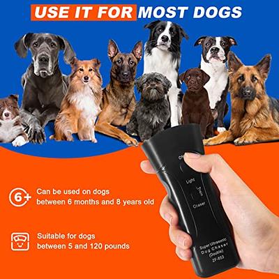 3 Most Important Dog Training Tools