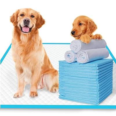 Dog Potty Training - Dog Diapers, Pee Pads & More