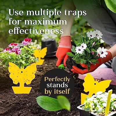 Fruit Fly Traps for Indoors | Gnat Traps for House Indoor | Super Effective  Yellow Sticky Traps can Also be Used Outdoors | Also for Fungus Gnats