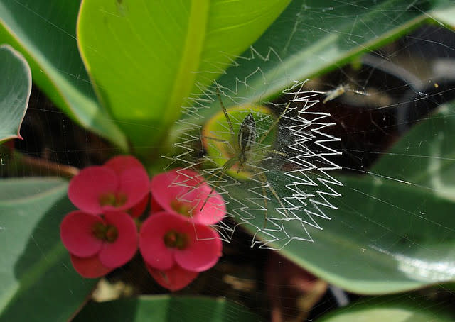 تصاميم شبكات العنكبوت تحيّر العلماء Web+decoration+stabilimentum+9