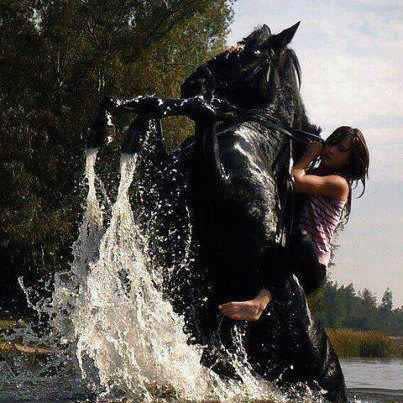 Cool [ .. صور خيـــول .. وركـزت بالخيـــول لوآئـــي .. ] - صفحة 4 Horse