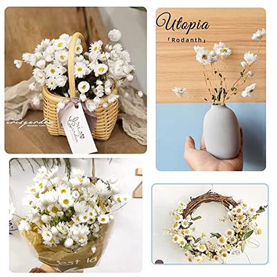 Buy White Small Daisy Dried Flowers, Home Decor